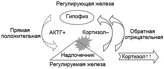 Рис 53Патофизиологическая двухуровневая модель развития гиперкортизолизма - фото 14
