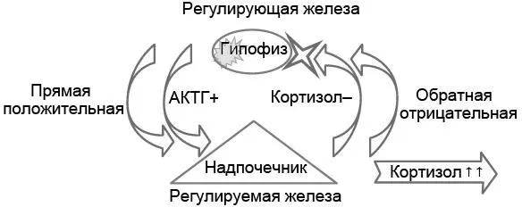Рис 54Патофизиологическая двухуровневая модель развития гиперкортизолизма - фото 15