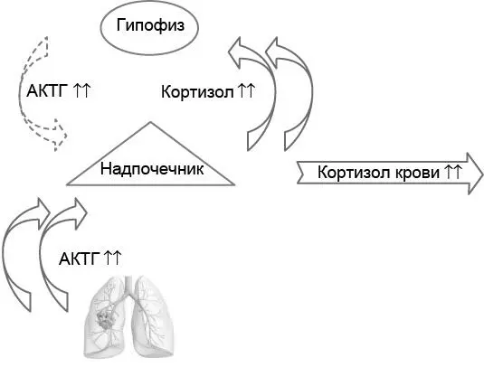 Рис 61Интерпретация результатов исследования пары гормонов тропный гормон - фото 19