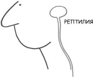 Среди всех наших мозгов Рептильный мозг является самым старшим Он - фото 2