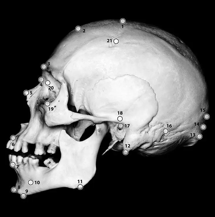 Илл 7 Краниометрические точки лицевого и мозгового черепа homo 1 bregma 2 - фото 7
