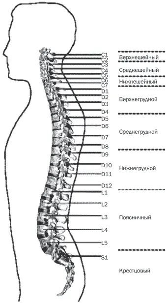 Отделы позвоночника В основе миотерапии лежит то что каждому сегменту - фото 3