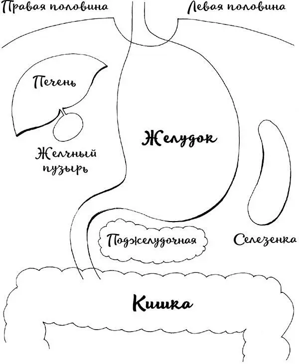 Рис 12 Расположение желудка Итак желудок состоит из нескольких частей Это - фото 15