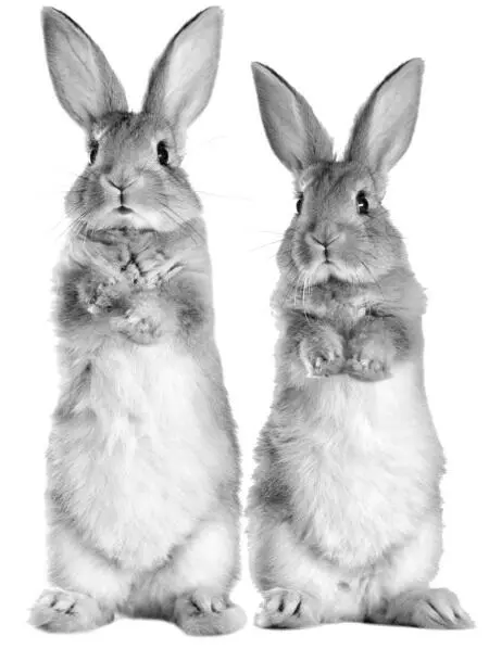Кроликов разводят не только в крупных звероводческих хозяйствах но и на - фото 1
