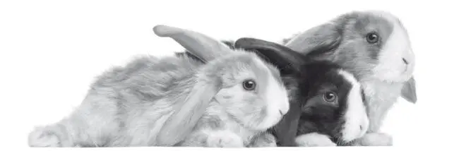 За 1 год крольчиха дает от 68 до 15 крольчат поэтому при грамотном подходе - фото 2