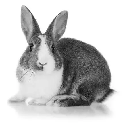 У кролиководства есть несколько положительных сторон 1 Высокая плодовитость - фото 5