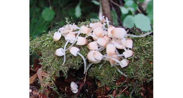 290 Мицена амикта 291 Мицена волосатоножковая Mycena polygramma - фото 32