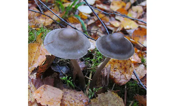 295 Мицена зеленоокаймленная 296 Мицена игловидная Mycena acicula - фото 37