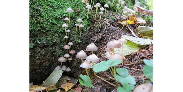 297 Мицена клейкая 298 Мицена колпаковидная или серорозовая Mycena - фото 39