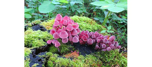 300 Мицена кровяноножковая 301 Мицена липкая Mycena epipterygia - фото 42