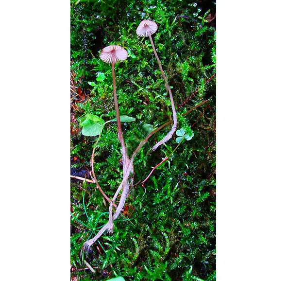 305 Мицена нитконогая 306 Мицена оливковокраевая Mycena - фото 47