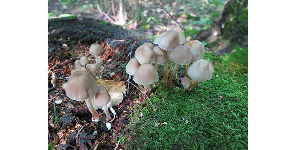 307 Мицена пепельная 308 Мицена поникшая Mycena adscendens Шляпкаимеет - фото 49