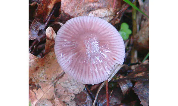 310 Мицена светлосиреневая 311 Мицена Сейна Mycena Seynii Шляпкаимеет - фото 52