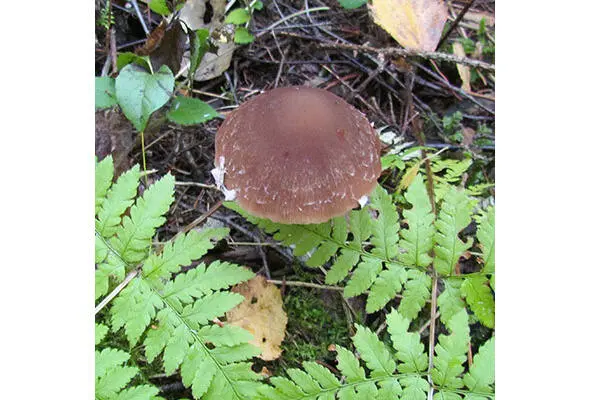 311 Мицена Сейна 312 Мицена таинственная Mycena arcangeliana - фото 53