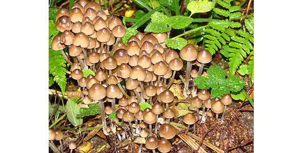 313 Мицена тонкошляпковая 314 Мицена чистая Mycena pura Шляпкаимеет - фото 55