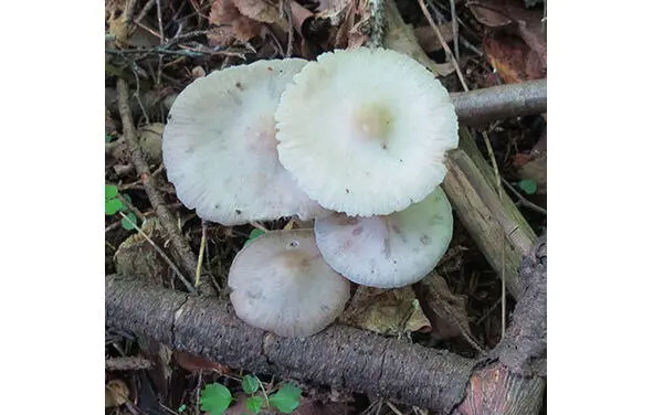 315 Мицена чистая форма белая 316 Мицена чистая форма розовая Mycena - фото 57