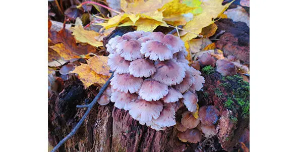 317 Мицена чистая форма фиолетовая 318 Мицена шафранная Mycena crocata - фото 59