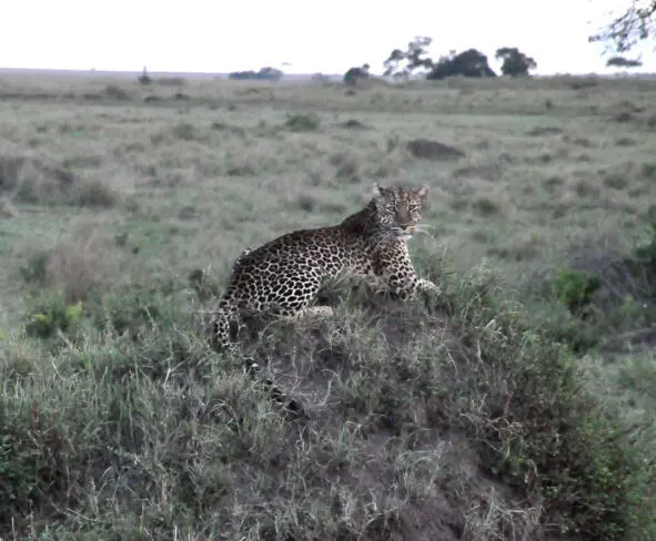 ЕДЯТ САМЫХ БЕСТОЛКОВЫХ Национальный парк Maasai Mara расположен на югозападе - фото 9