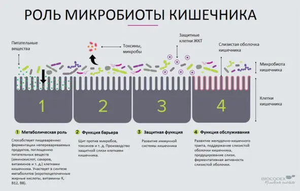 Микрофлора может быть симбиотной или патогенной Симбиотная означает хорошая - фото 10