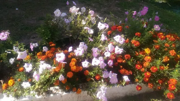 Фото Наталия Сумина Пионы маргаритки на выставке цветов Садами знаменито - фото 3