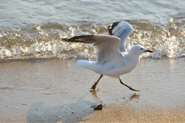 Чайка ходит по песку Тоска О Сыромятников Об уюте - фото 14
