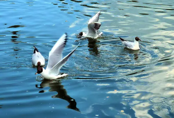 Чайки сели в воду Суровое наказание зачем свистеть Нельзя на верхней палубе - фото 8