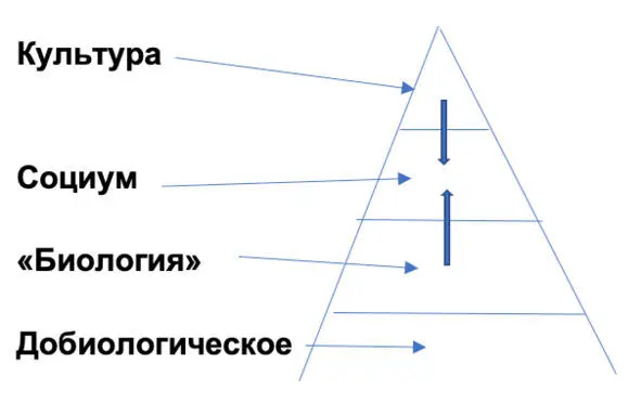 Илл 1 Схема уровней мироздания Культура относится к социуму как высшее к - фото 3