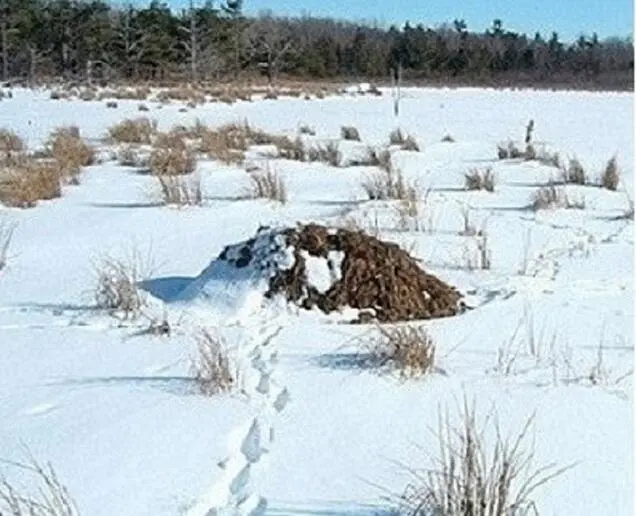 Обнажившаяся изпод снега хатка ондатры Я еще сходил на озеро поблизости - фото 16