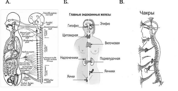 24 Физиология воздействия упражнений йоги на человеческий организм При очень - фото 20