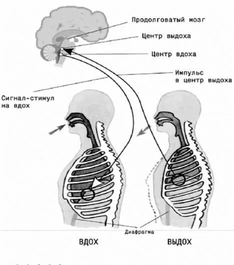 Дыхание единственный из важнейших механизмов жизнедеятельности организма - фото 7