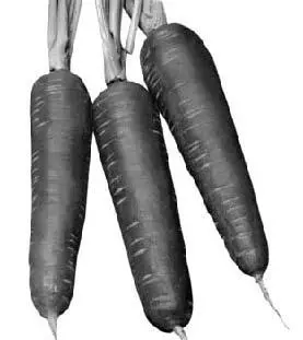 Рис 27 Морковь Морковь ценится прежде всего за высокое содержание каротина в - фото 28