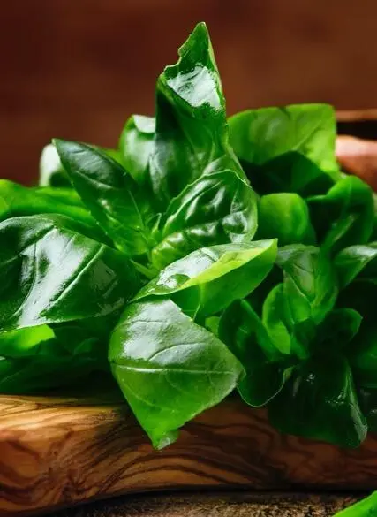 Le basilic est une plante millénaire qui a été utilisée tout au long des - фото 15