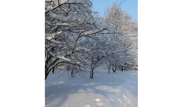 В ожидании В ожидании белого снега что собой укрывает леса И поля и - фото 3