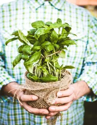 Ingredientes Un ramillete de albahaca fresca Un poco de agua bendita 9 hojas - фото 16