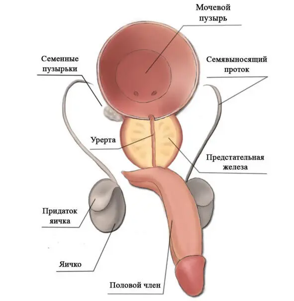 Рис 1 Строение мужской половой системы Предстательная железа представляет - фото 1