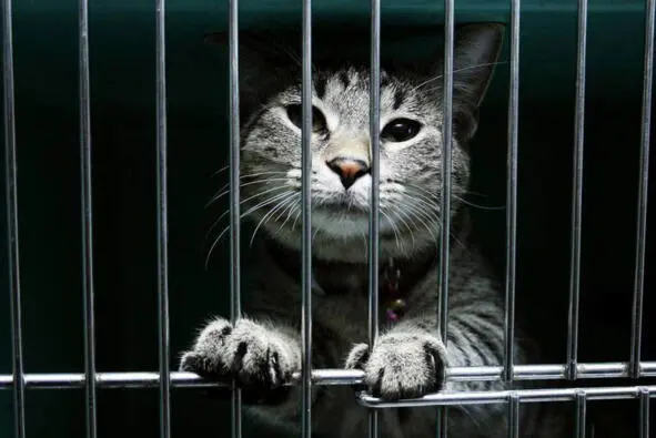 В средние века немало животных за плохое поведение мотало срок Но все же - фото 18