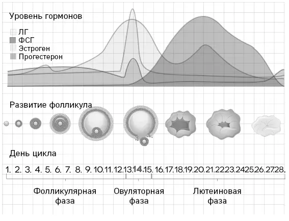 Менструальный цикл женщины не принимающей гормональные контрацептивы - фото 1