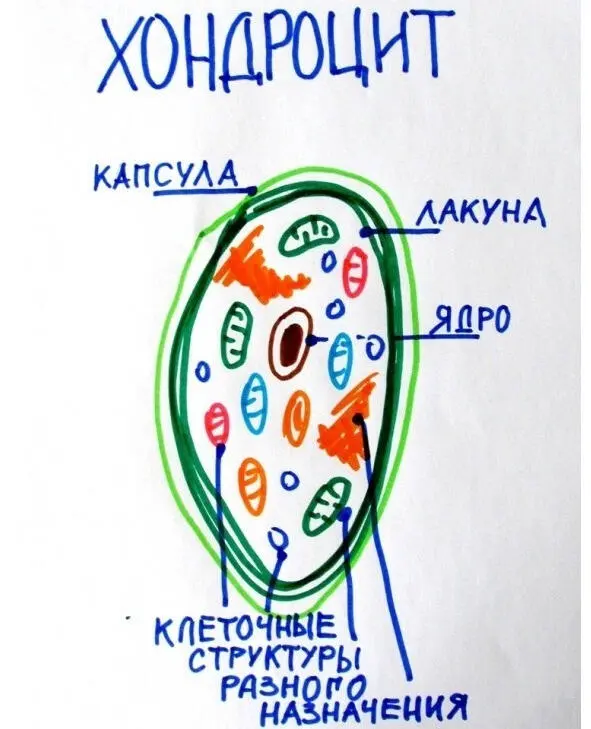 Рисунок автора ХондроцитЭто он производит межклеточное вещество О нем мы - фото 7