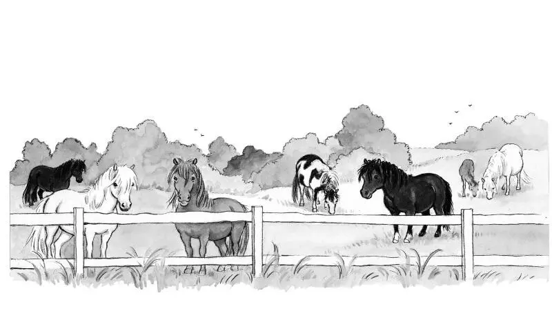 Тогда они поехали прямо к ферме и разыскали хозяйку этих маленьких лошадок - фото 9
