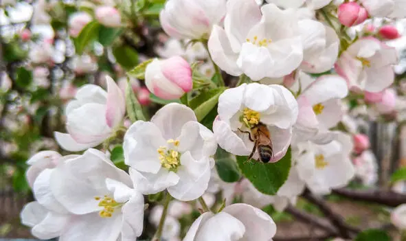 На цветущей яблоне медоносная пчела собирает пыльцу О профессоре медицины А - фото 1