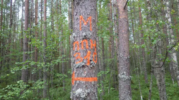 Надпись на дереве М ППН 310 и стрелка направления движения к ППН С точки - фото 16