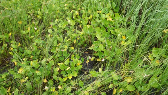 Белокрыльник болотный или Калла болотная - фото 66