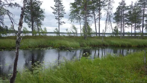 От островного леса среди болот идёт ручеёк у озера он превращается в небольшую - фото 68
