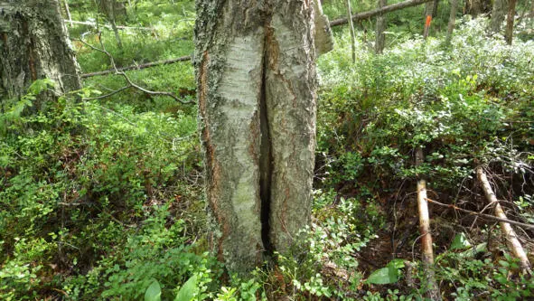 Старая морозобойная трещина Плодовое тело сосновой губки Дерево стоит рядом - фото 10