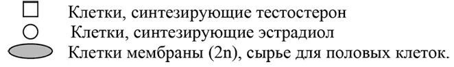 Примечание вспомогательные элементы капилляры рецепторы гормонов ЛГ и ФСГ - фото 2