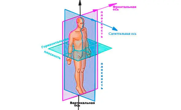 Двигательные осиопределяют проекции или плоскости в которых движение возможно - фото 1