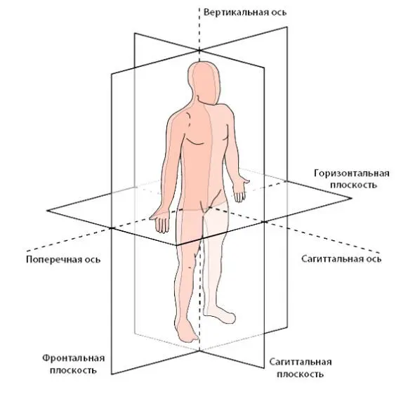 Двигательные осиопределяют проекции или плоскости в которых движение возможно - фото 2
