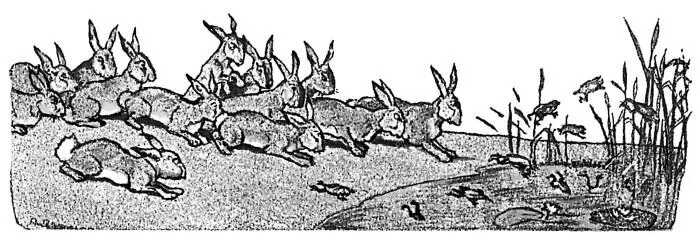 Ну зайцы обрадовались и тут же по лапам ударили Прежде всего вожак приказал - фото 9