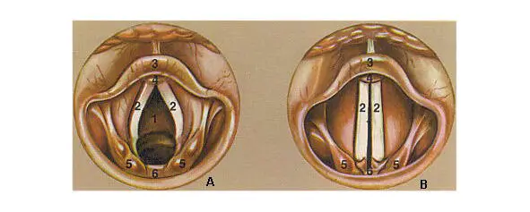 A гортань во время дыхания B Гортань при фонации 1 Гортань 2 голосовые - фото 2