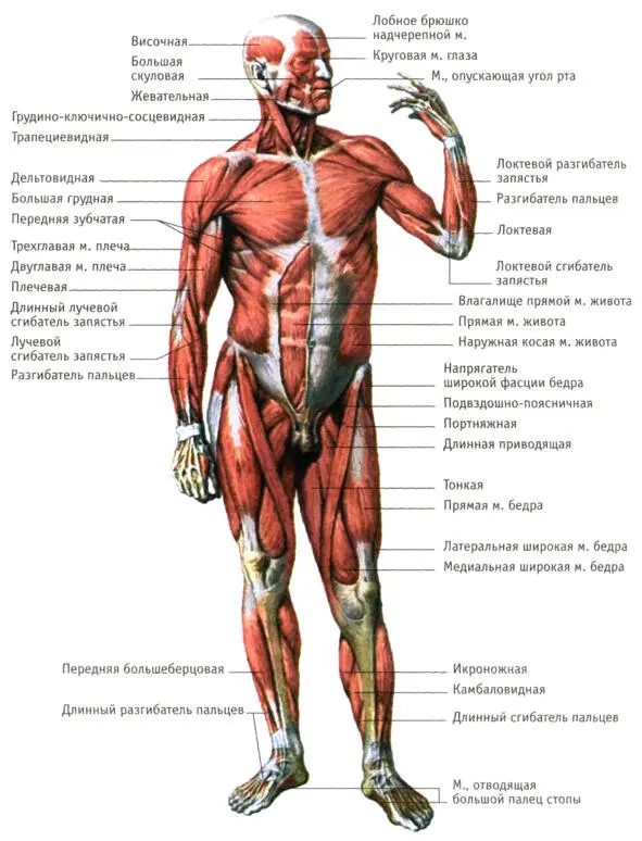 Рис 7 а Скелетные мышцы передней поверхности тела Рис7 б Мышцы передней - фото 11